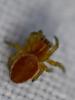 Araniella sp.